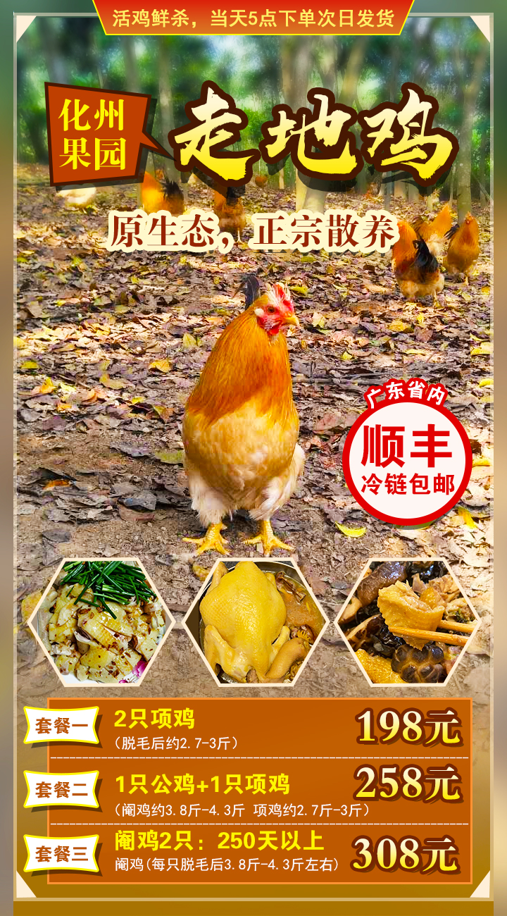 鸡广告.jpg