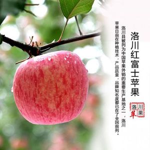 【洛川苹果】陕西延安洛川红富士苹果￥49.9/5斤大果，新鲜直发，冰糖心脆甜、香味浓郁、营养丰富~~