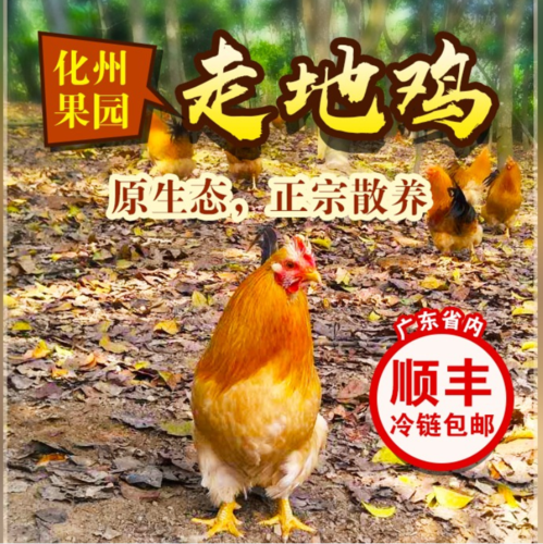 【粤西化州阉走地鸡】￥258元起/两只，正宗本地农家鸡，活鸡现杀，新鲜美味，油而不腻，省内顺丰包邮。